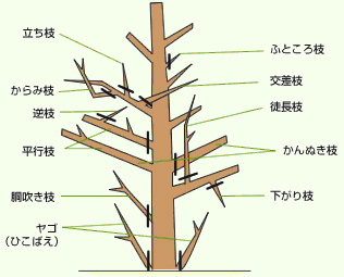 剪定すべき枝の種類