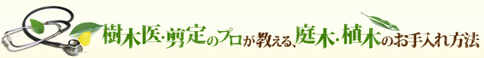 樹木医・剪定のプロが教える、庭木・植木のお手入れ方法