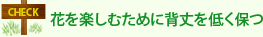 花を楽しむために背丈を低く保つ