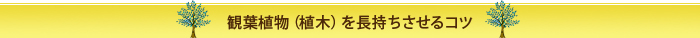 観葉植物（植木）を長持ちさせるコツ